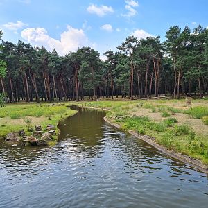 Central Africa Savannah