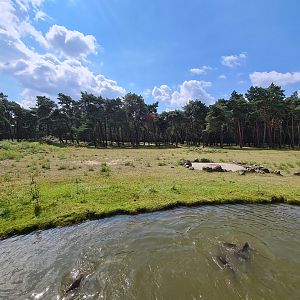 Central Africa Savannah