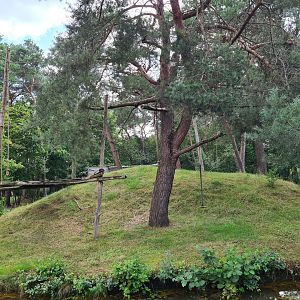 De Brazza's monkey island