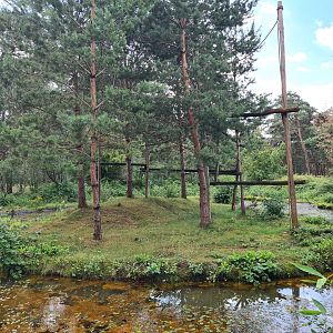 De Brazza's monkey side island
