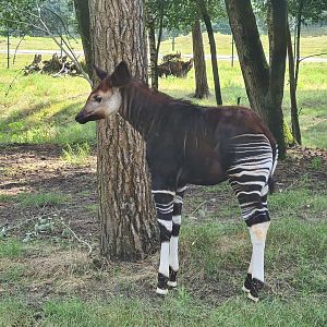 Okapi calf