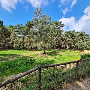 Giant Spotted hyena enclosure