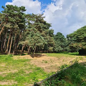 Giant Spotted hyena enclosure