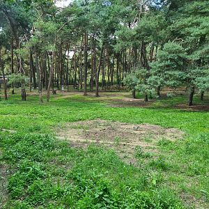 Giant Spotted hyena enclosure