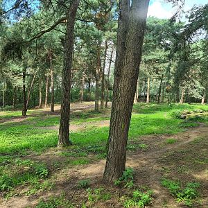 Giant Spotted hyena enclosure