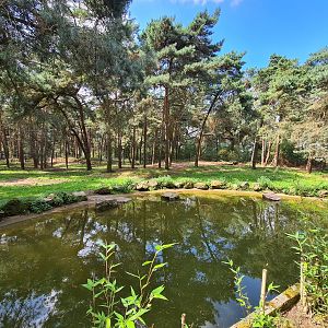 Giant Spotted hyena enclosure