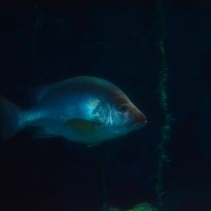 Timor snapper (Lutjanus timoriensis) in a cave