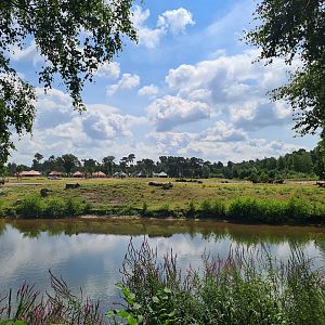 Third Big Savannah paddock