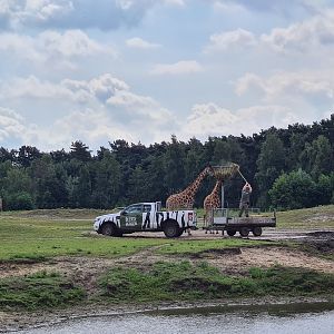 Third Big Savannah paddock