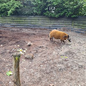 Red River hog and Banded mongoose