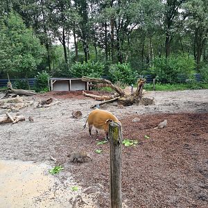 Red River hog and Banded mongoose