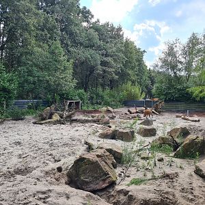 Red River hog and Banded mongoose