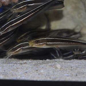 Japanese eeltail catfish (Plotosus japonicus)