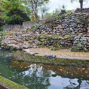 Enclosure African penguin