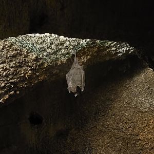 Seba's short-tailed bat