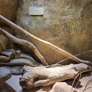 Enclosure Cotton rat