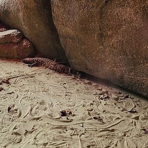 Gila monster and Rattlesnake