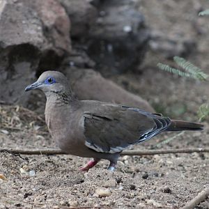 White-winged dove