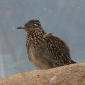 Roadrunner