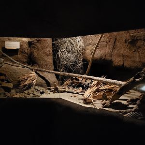 Enclosure Cactus mouse