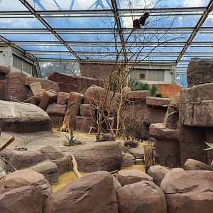 Enclosure Prairiedog - North American porcupine