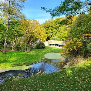 Gorilla outdoor enclosure