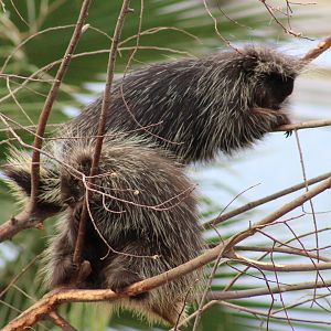 North American porcupines