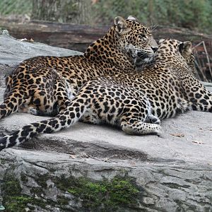 Sri Lanka leopards