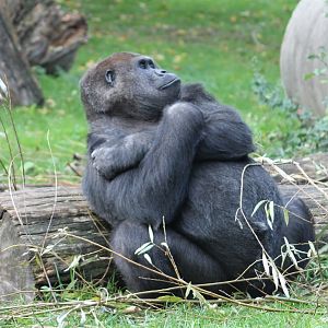 Western lowland gorilla