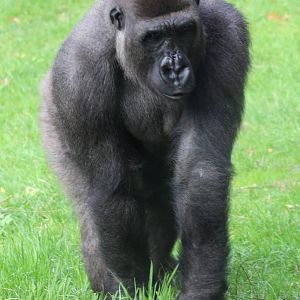 Western lowland gorilla