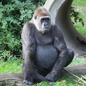 Western lowland gorilla