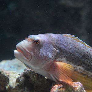Whitespot hawkfish (Paracirrhites hemistictus)