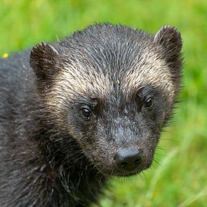 Male wolverine (Bodie), Whipsnade, UK