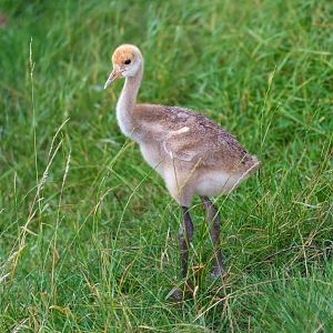 Red crowned crane chick, Whipsnade, UK