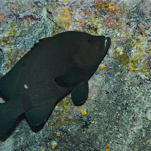 Redmouth grouper (Aethaloperca rogaa)