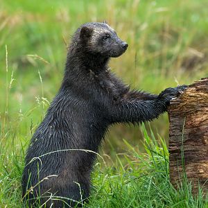 Male wolverine (Bodie) Whipsnade UK