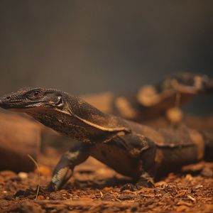 Lace monitor (Varanus varius)