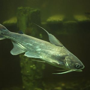 Gafftopsail catfish (Bagre marinus)