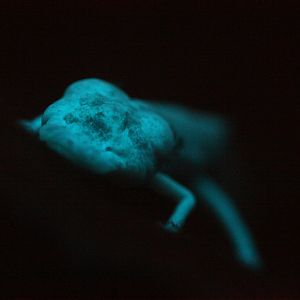 Texas blind salamander (Eurycea rathbuni)