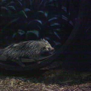 Hairy porcupine (Coendou sp.), but see comments!