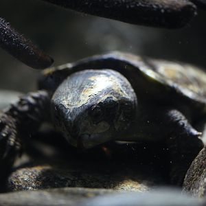 Big-headed turtle (Platysternon megacephalum)