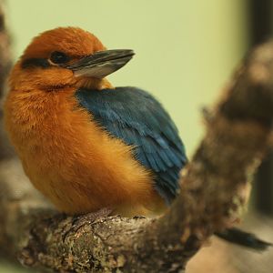 Guam kingfisher (Todiramphus cinnamominus)