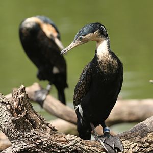 White-breasted cormorant (Phalacrocorax lucidus)