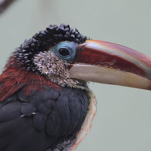 Curl-crested acarari (Pteroglossus beauharnaesii)