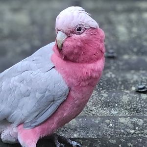 Galah