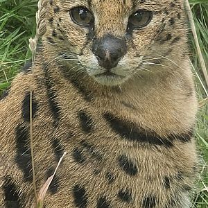 Serval