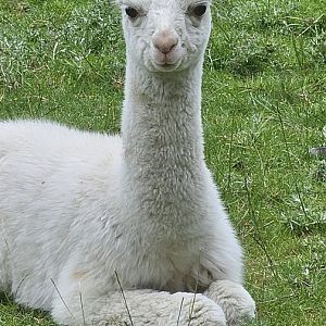 Alpaca