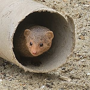 Dwarf mongoose
