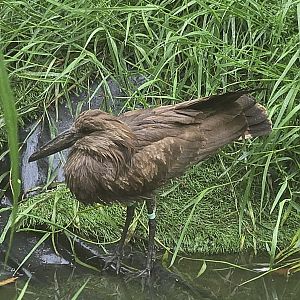 Hammerkop