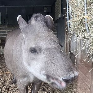 Lowland tapir